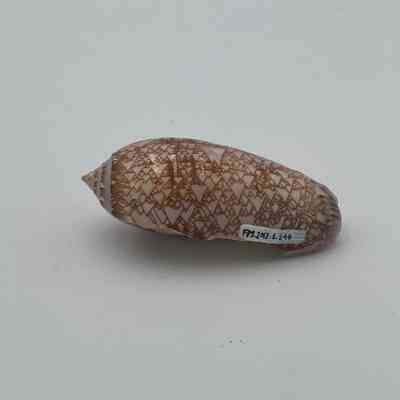 Olive Shell