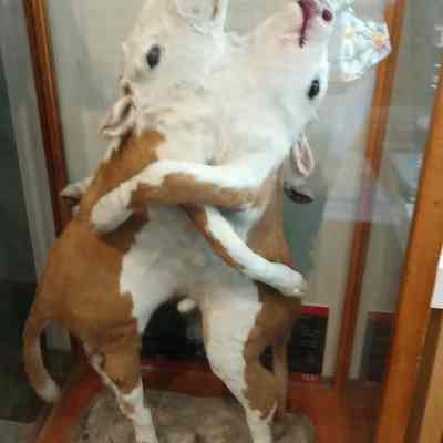 Dancing calves