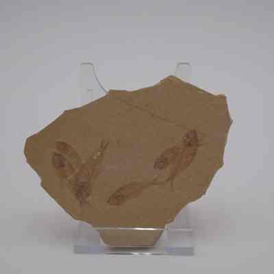 Multiple Fish Fossil
