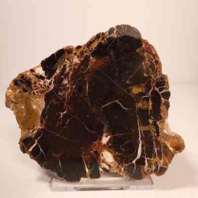 Petrified wood