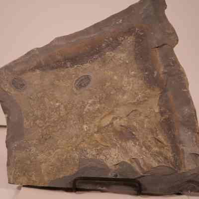 Trilobite fossil