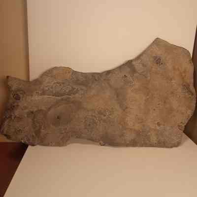 Elrathia kingii (alokistocarid trilobite)
