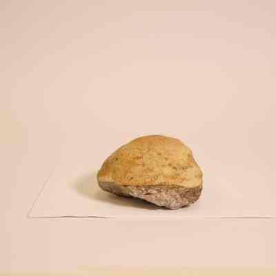 Fossilized shell
