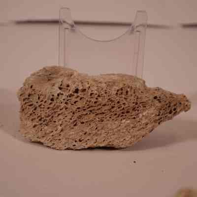 fossilized bone