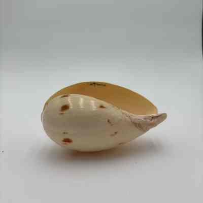 Unknown shell