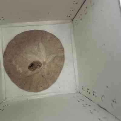 Sand dollar