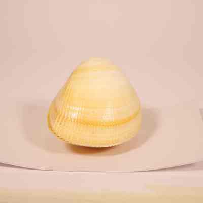 Clam Shell