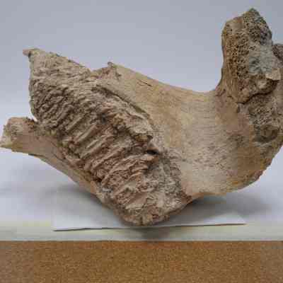 Mammoth tooth