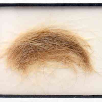 Hair of Dorothea Henry Wintson