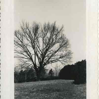 Large Tree & Boxwoods