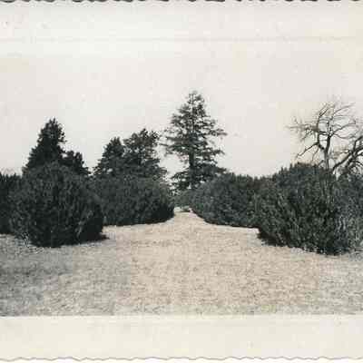 Boxwood Garden & Osage Orange Tree