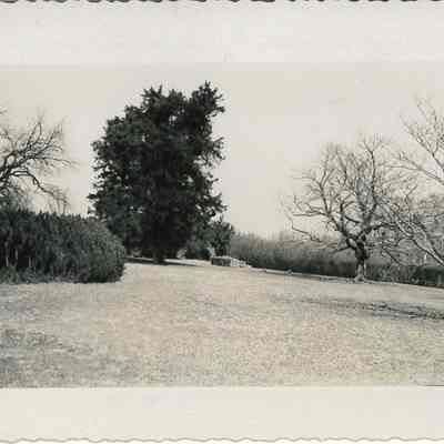 Boxwood Garden & Osage Orange Tree