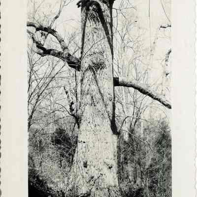 Poplar Tree