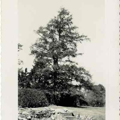 Red Hill Mansion Ruins & Boxwoods