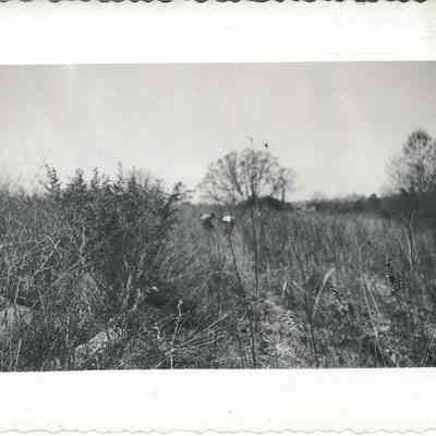 Plants in an Open Field