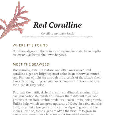 Red Coralline