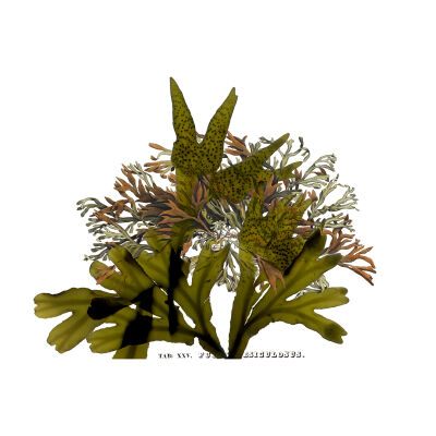 Fucus distichus with Postels