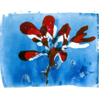 Opuntiella and its Cyanotype