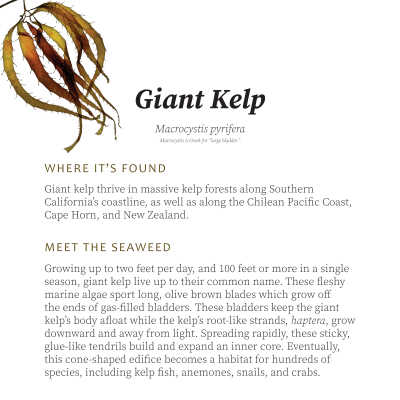 Giant Kelp
