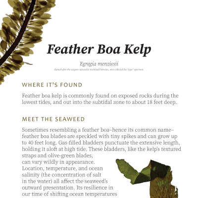 Feather Boa Kelp