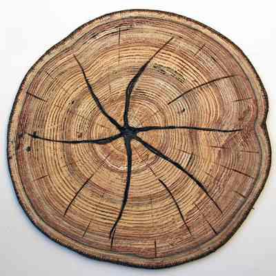 Tree Crosscut #3 Round