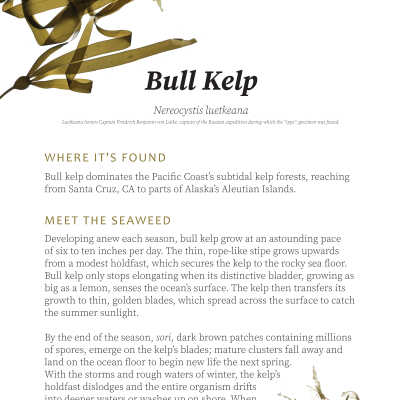 Bull Kelp