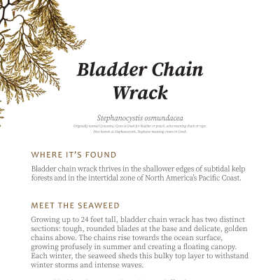 Bladder Chain Wrack
