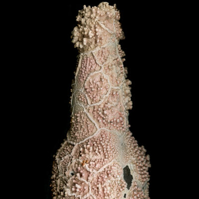 Coralline Bottle