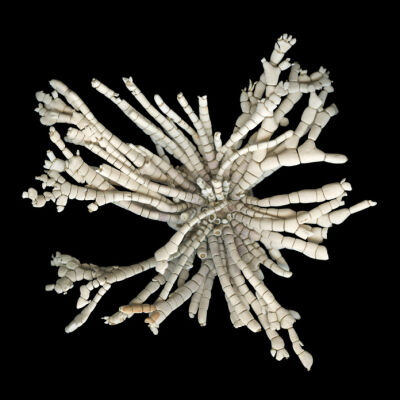 Coralline Wrack