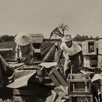 The Harvest