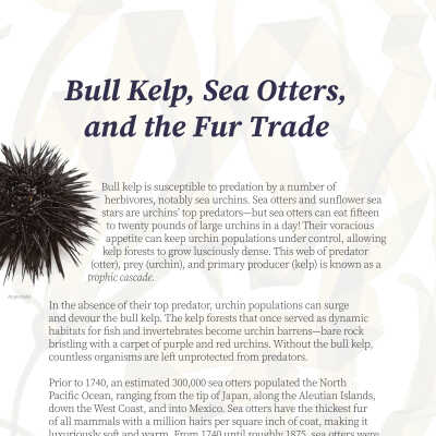 Bull Kelp, Sea Otters, and the Fur Trade