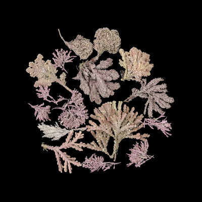 Circle of Red Coralline Algae