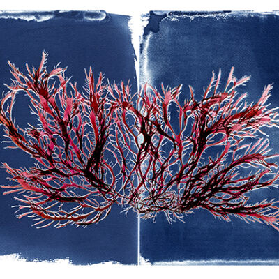 Pikea and its Cyanotype