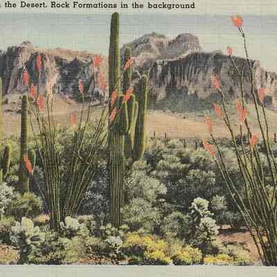 Postcard: Giant Cactus on the Desert, 1944