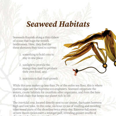 Seaweed Habitats