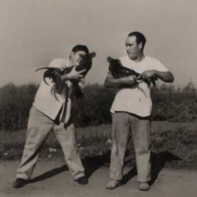 Latino Cockfighters