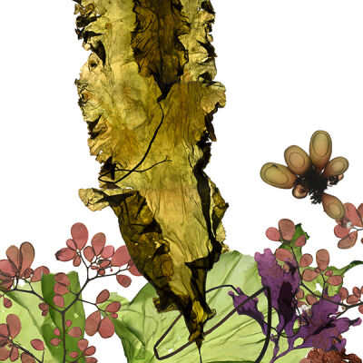 Sugar Kelp, or Saccharina latissima