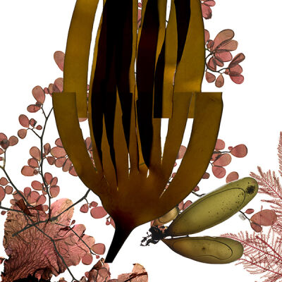 Kombu, or Laminaria setchellii