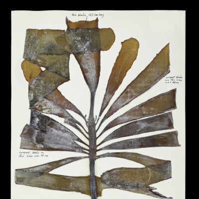 Walking Kelp