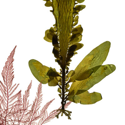 Feather Boa Kelp, or Egregia menzeisii