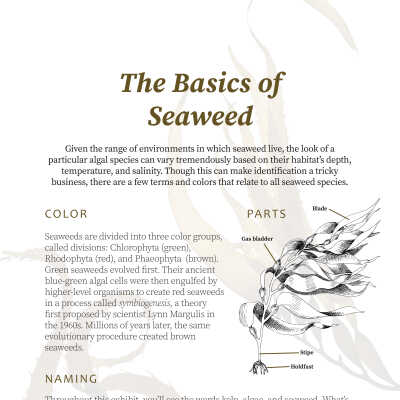 Basics of Seaweed