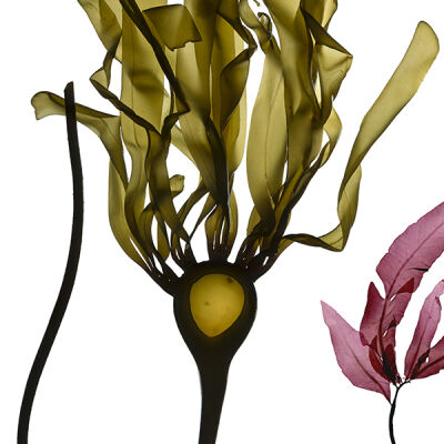 Bull Kelp, or Nereocystis leutkeana