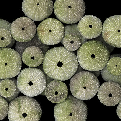 Purple Sea Urchins