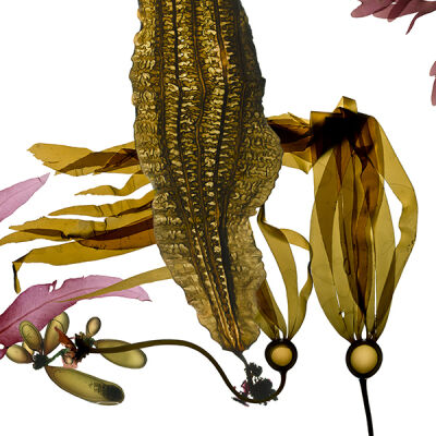 Five-ribbed Kelp, or Costaria costata