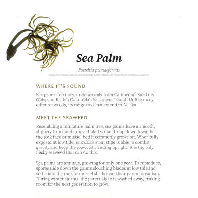 Sea Palms