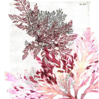 Plocamium and Osmundea on Gmelin
