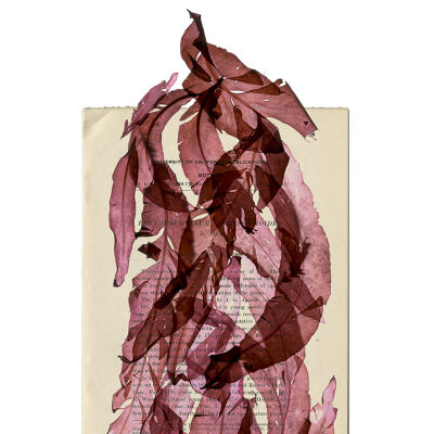 Erythrophyllum on Twiss