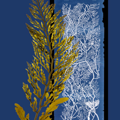 Stephanocystis and Ruprecht