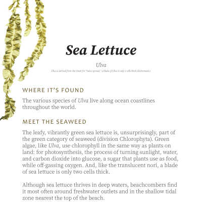 Sea Lettuce
