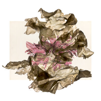 Porphyra with Postels